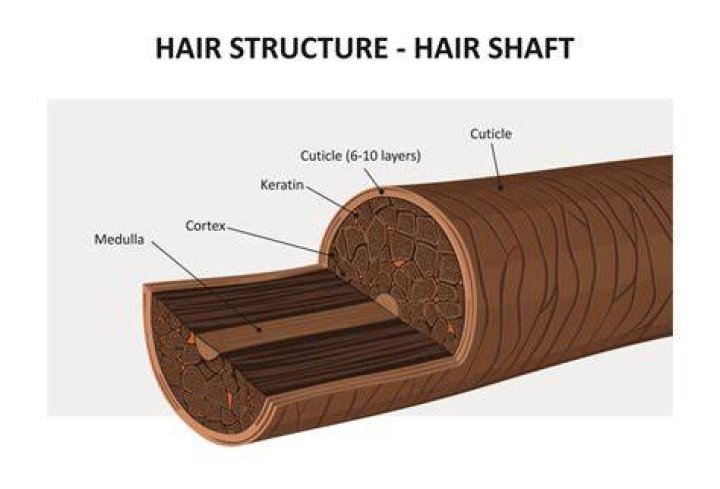 What does keratin do?