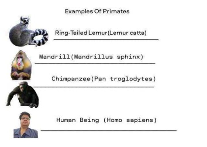 What does primate mean?