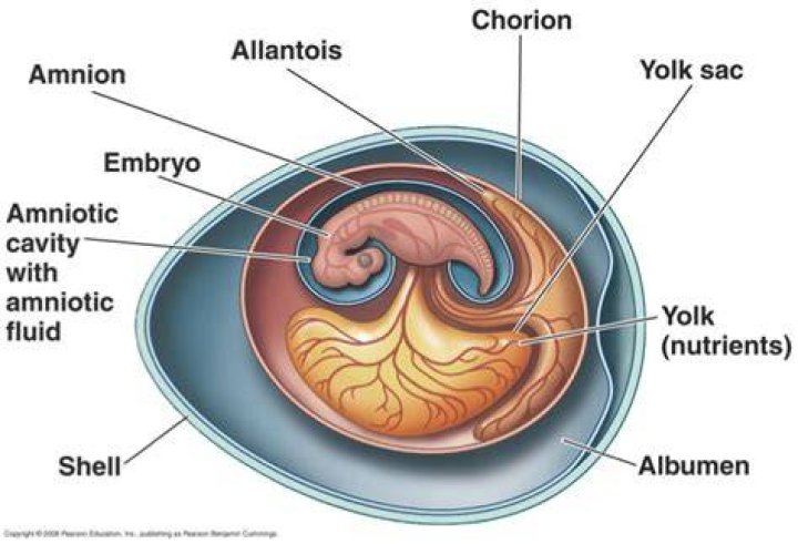 What forms the chorioallantois?