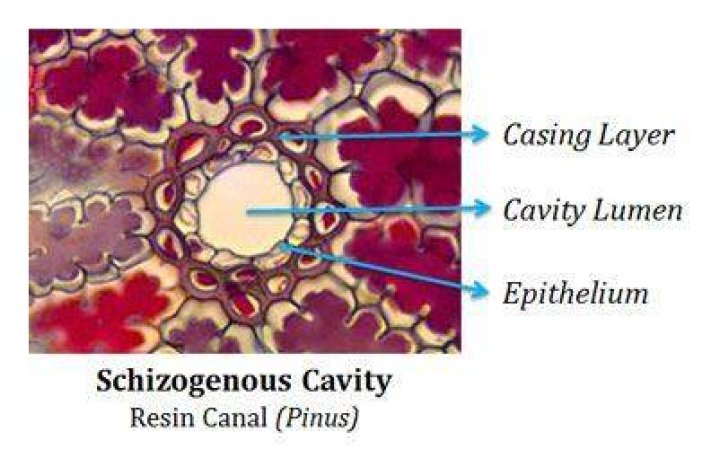 What is schizogenous cavity?