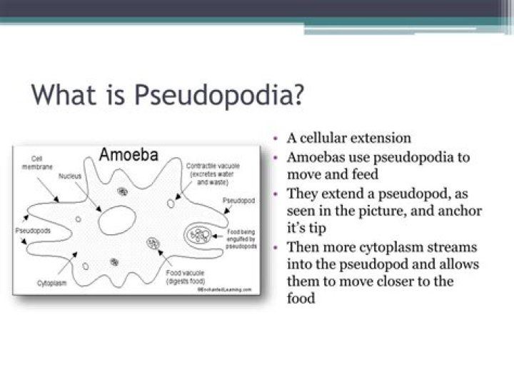 What is the function of pseudopodia?