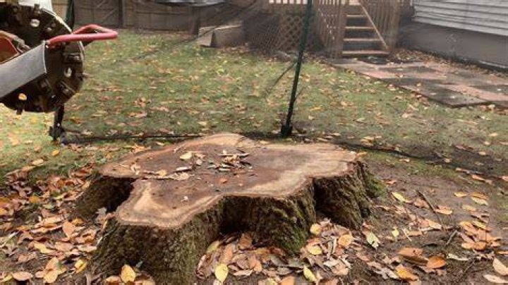 What rots tree stumps?