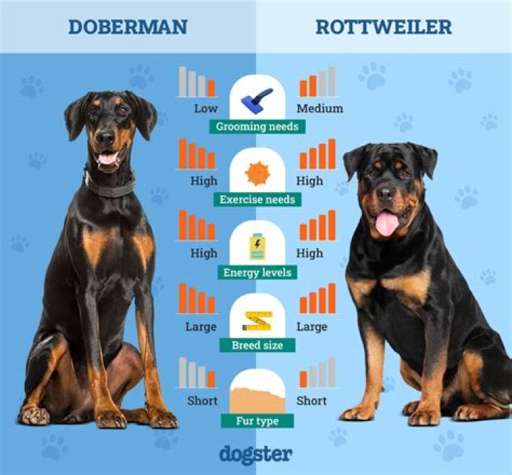 What rottweilers like to do?