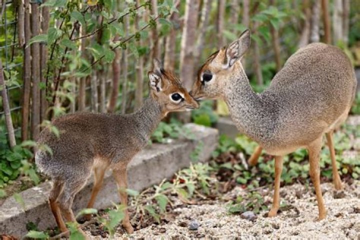 Whats a dik dik?