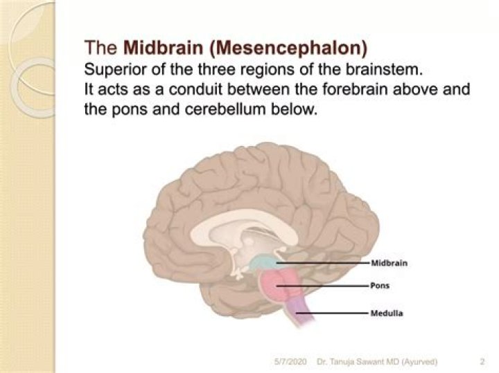 When does the midbrain develop?