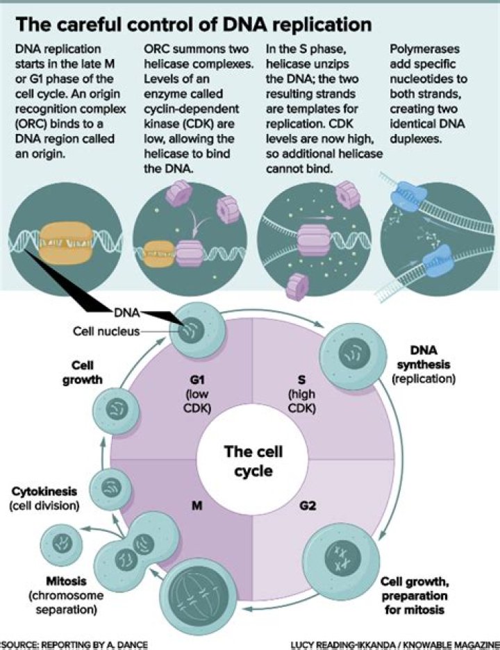 When is dna copied?