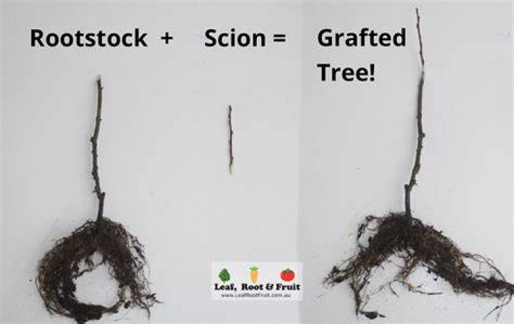 When should i cut my scions for grafting?