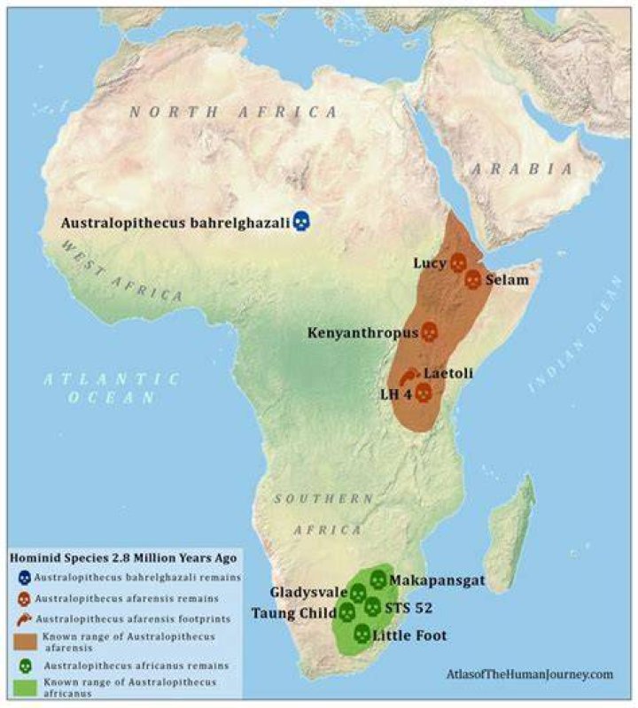 Where did proconsul africanus live?