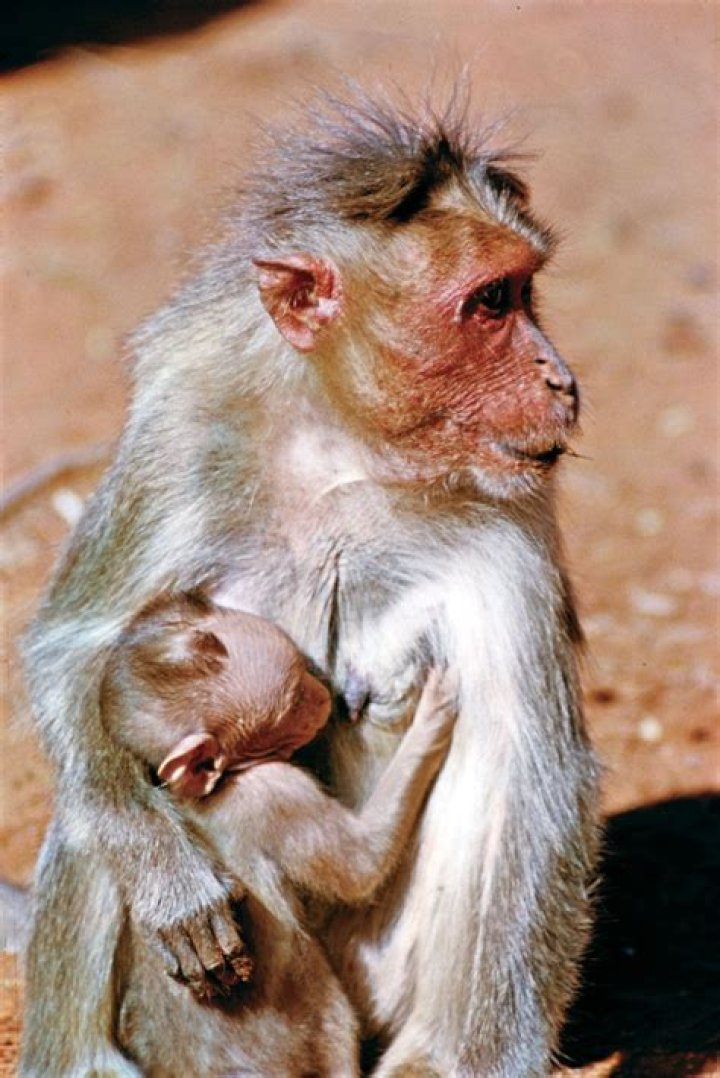 Where do bonnet macaques live?