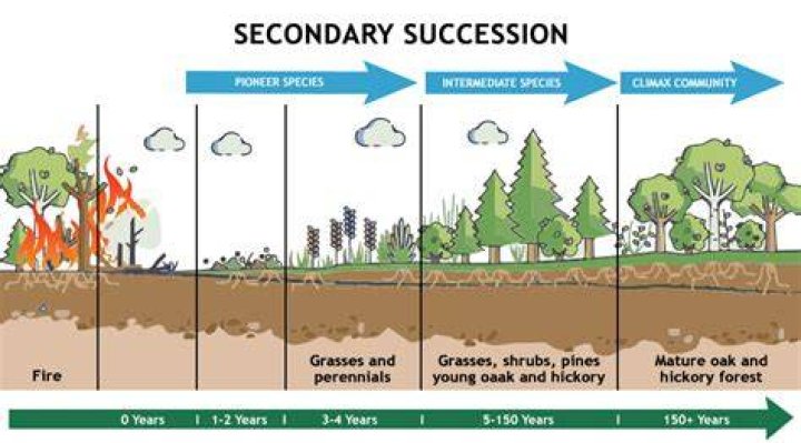 Where does secondary growth occur in plants?