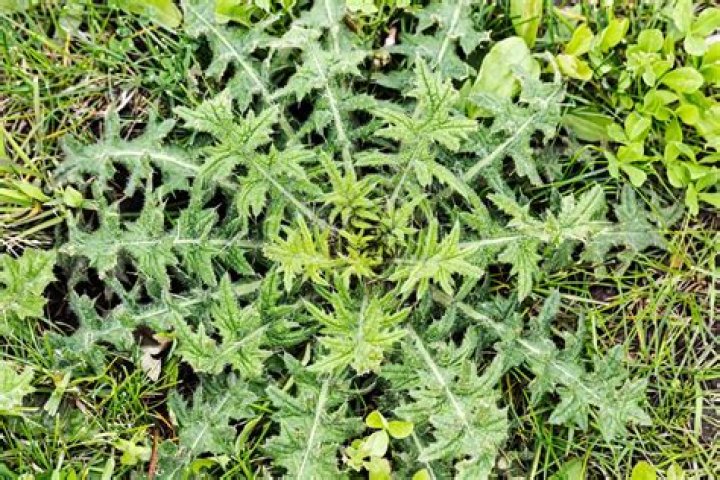 Which is an example of a broadleaf weed?
