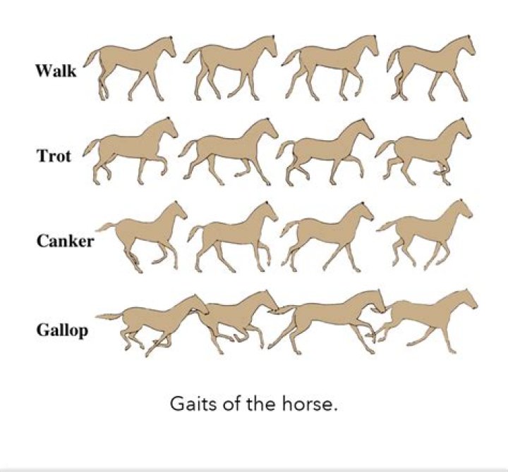 Which leg do you rise to when trotting?