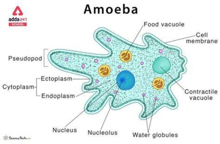 Which of the following is an example of amoeboid protozoans?