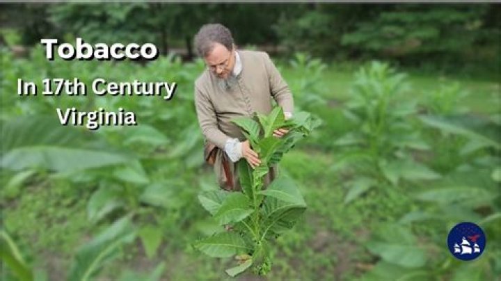 Who started growing tobacco?