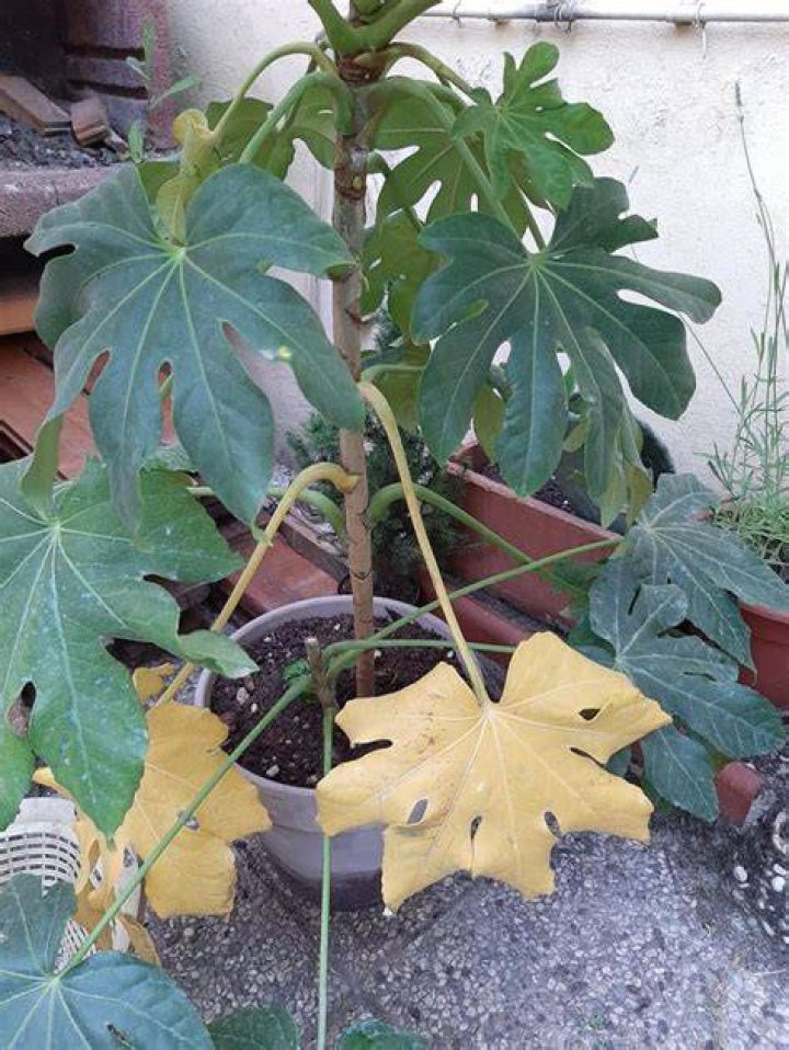 Why are fatsia leaves turning yellow?