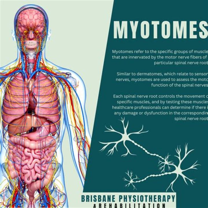 Why are myotomes clinically important?