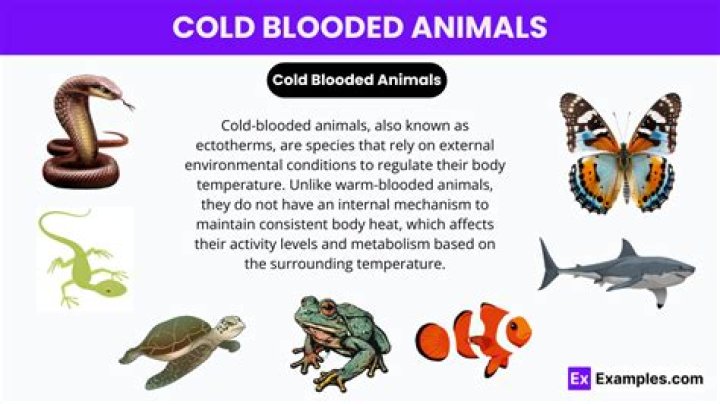 Why cold blooded animals go for hibernation?