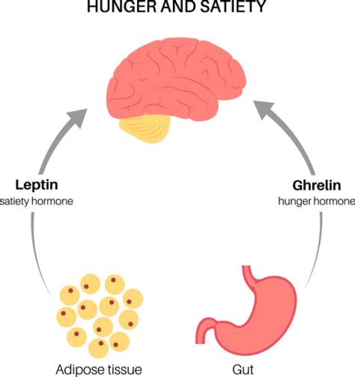 Why fullness after meals?