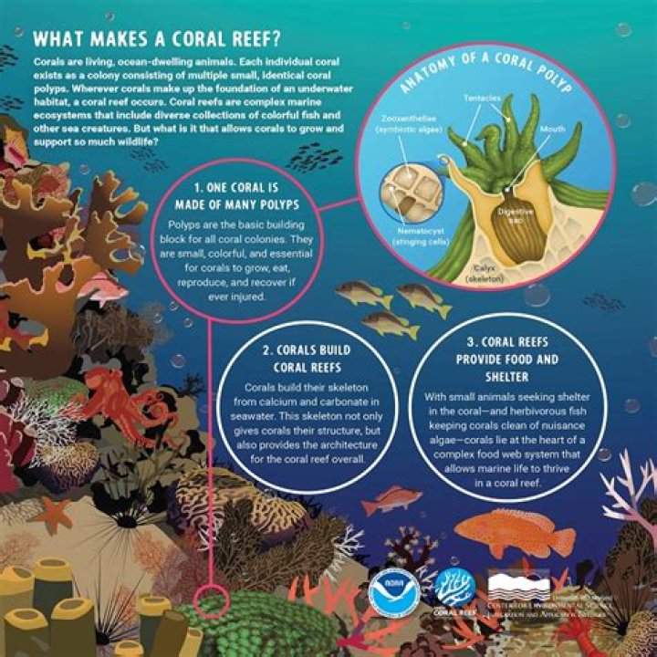 Why is a coral reef an ecosystem?