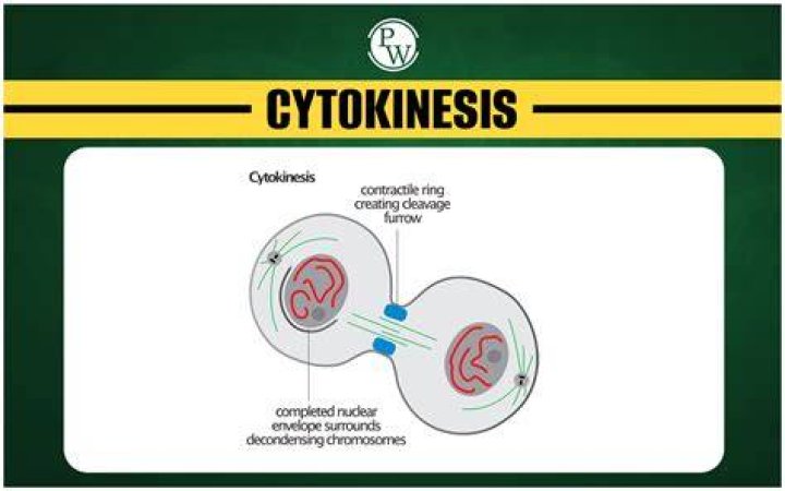 Why is cytokinesis important in cell division?