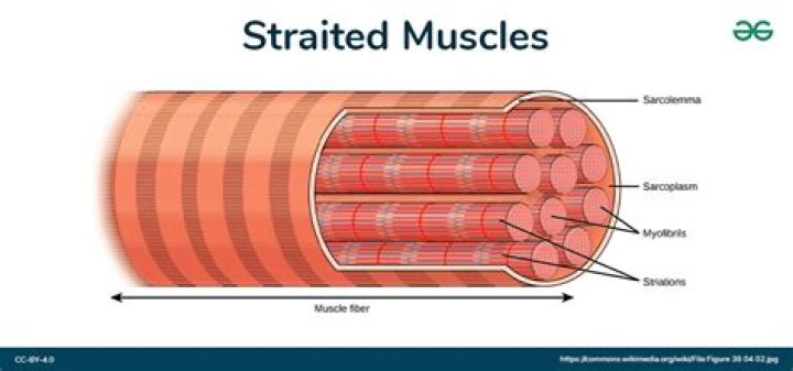 Why striated muscles are called so?