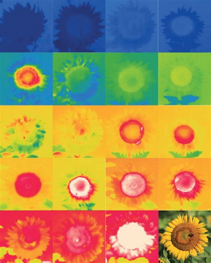 Why sunflower turns towards sun?