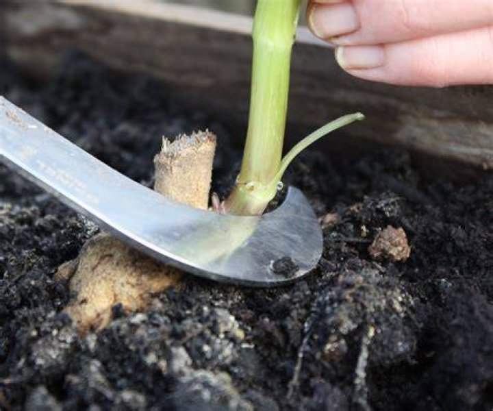 Why take dahlia cuttings?