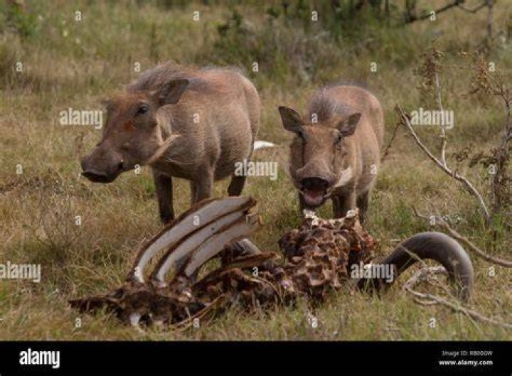 Will warthogs eat animals?